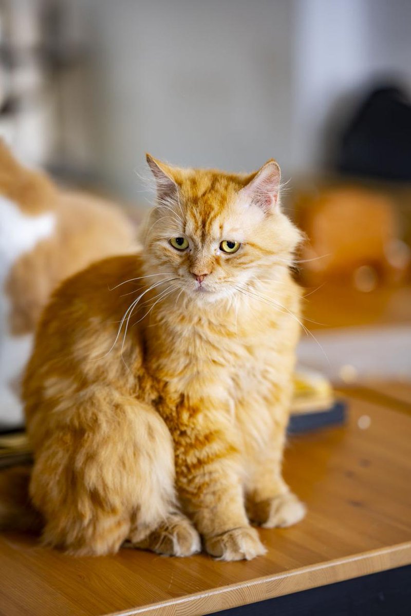 Doaajan's tweet photo. @TbnaaCats للتبني: غارفيلد، ذكر معقم، عمره ٤ سنوات تقريباً 
مره لطيف وهادئ جداً ويحب يقعد مع الناس ومره مناسب للعوائل مع الأطفال
مدينة جدة 
0569501168 https://t.co/ifFjVM6rO0
