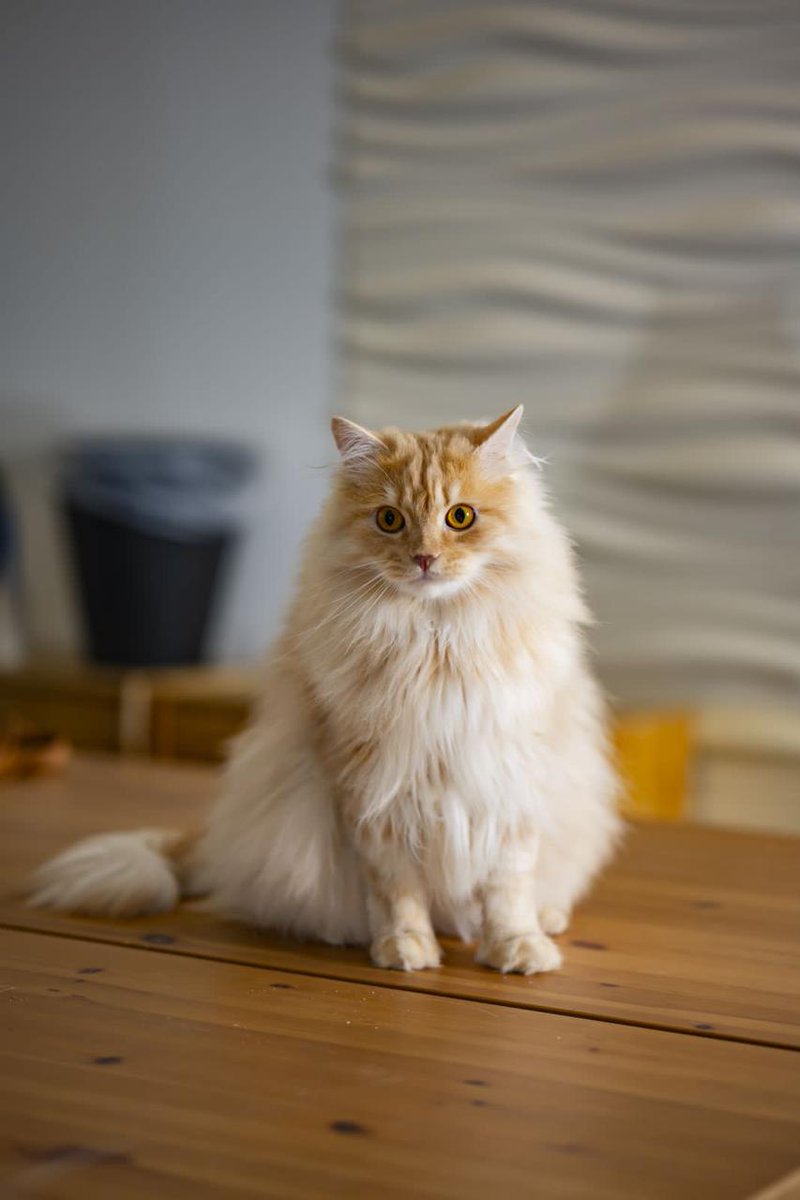 Doaajan's tweet photo. @TbnaaCats للتبني: سيمبا، ذكر معقم، عمره ٣ سنوات تقريباً مره لطيف ويحب اللعب والجلسة مع الناس
مدينة جدة 
0569501168 https://t.co/FDmXSumzgF