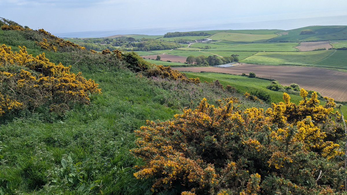 Eggardon/Haydon Down 2/5: 20 Grizzled &amp; 18 Dingy Skipper, 8 Wall Brown, Painted Lady, 3 Rrd Admiral, 12 Common Blue Kimmeridge 3/5: Adonis Blue, Common Blue, 15 Wall Brown, 20 Red Admiral, 3 Painted Lady, 8 Orange-tip