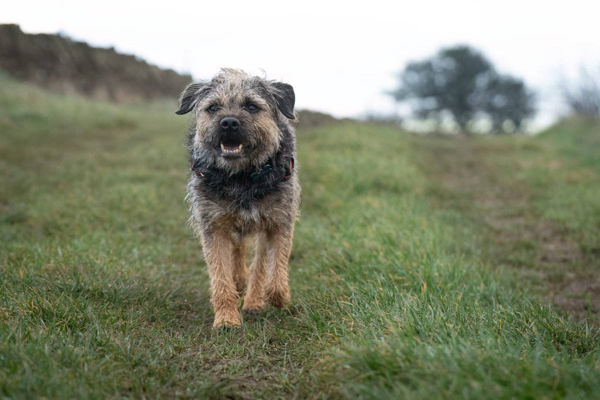 DennisTheBorder 🌈 tweet media