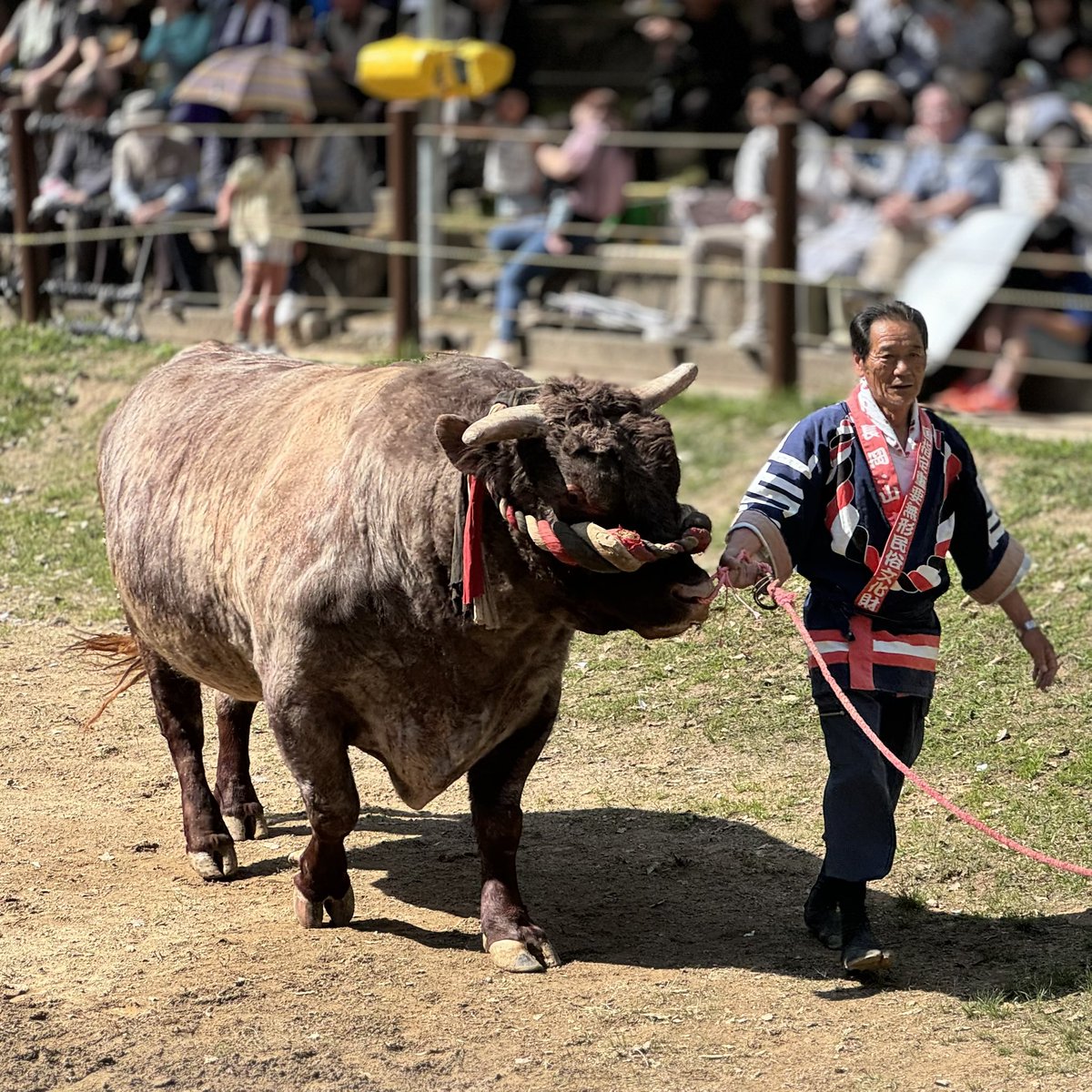 おはようございます。
今日は、
#牛の角突き 初場所
楽しみです。
朝は雨のようですが、開場する頃から晴れるようなので、絶好の角突き日和
#山古志