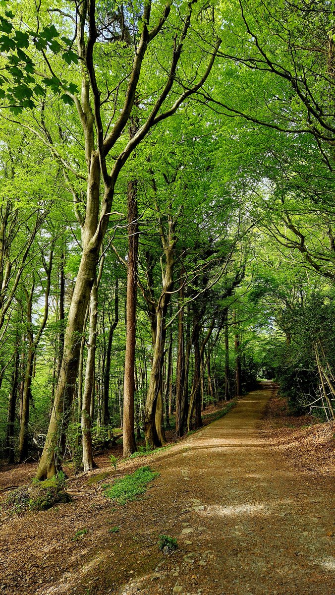 Pádraig Ó Beaglaoich tweet media