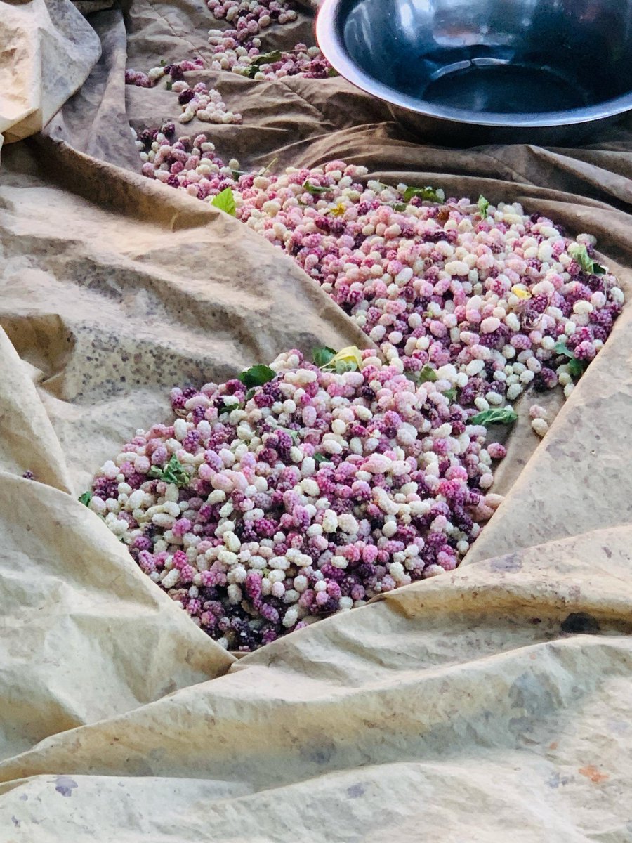 د کندهار توتان پاخه دي.