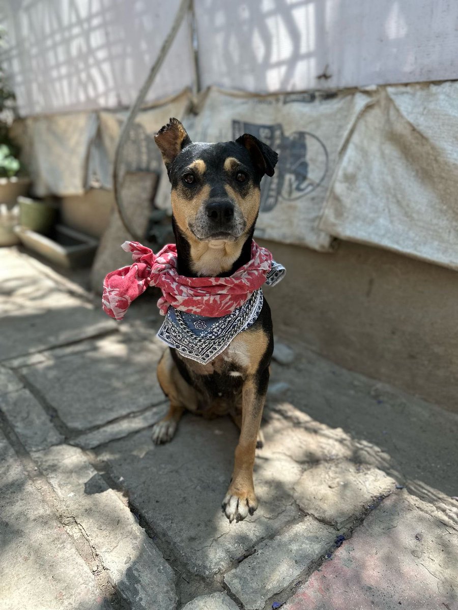 Seguimos buscando una casita para Norita.🤍🥹

Tiene 5 años,talla mediana,protocolo completo.
Estamos en CDMX.