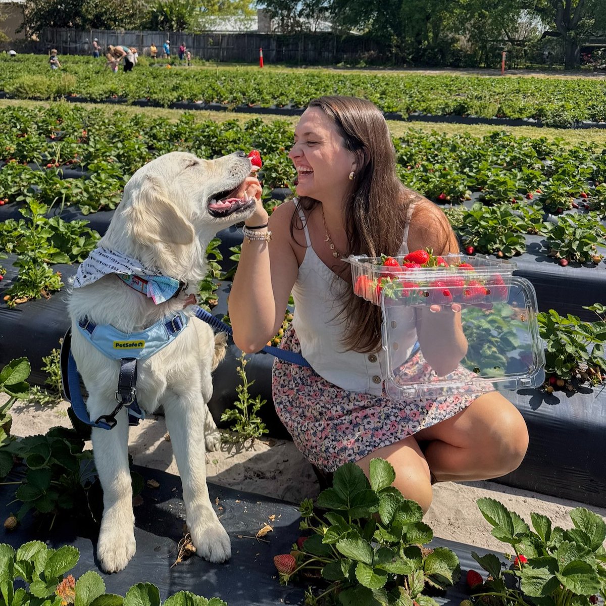 Berry best friends 🍓🐾 Brady’s soaking up the sunshine in our Easy Walk Comfort Harness—designed for easy strolls and no-pull peace of mind. ✨