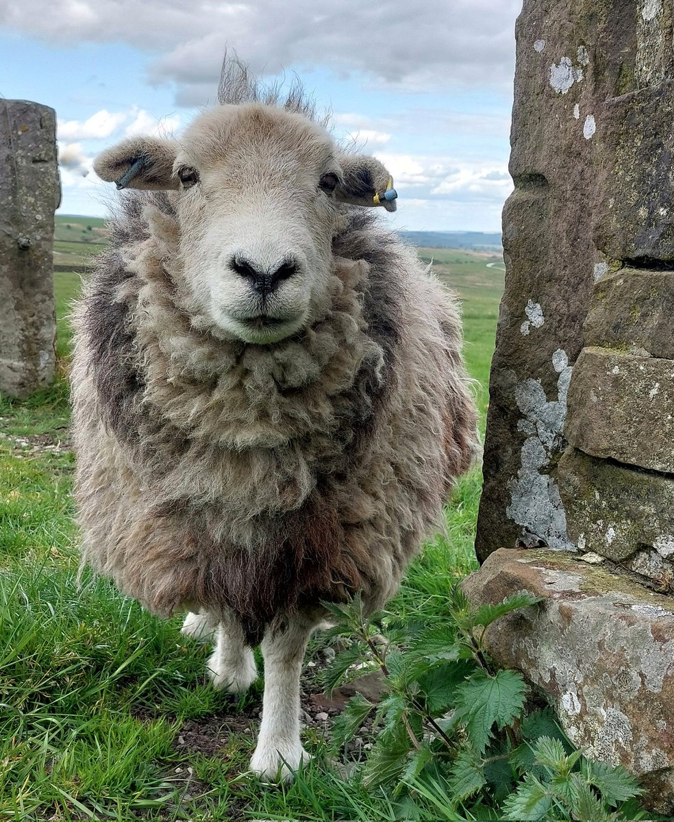 Gorgeous Bracken 💙 
#herdwicks #sheep #peakdistrict