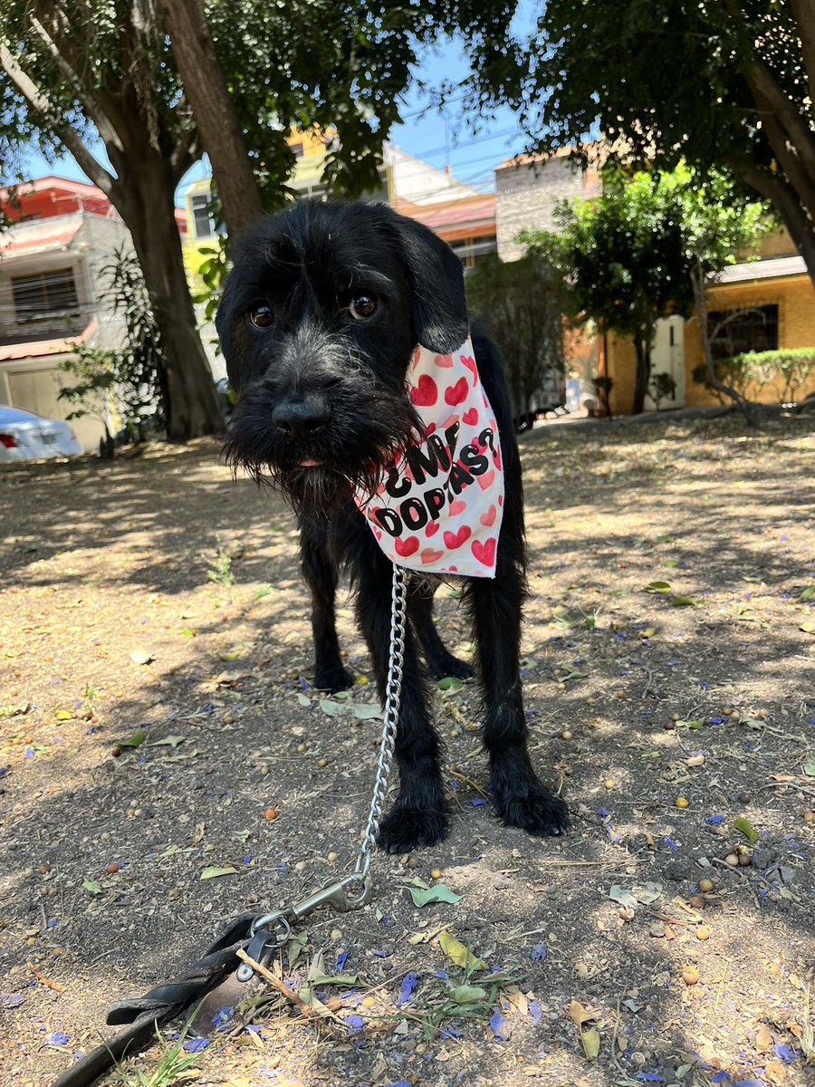Aún nadie pregunta por Milton 🥲

Tiene 2 años,talla chica,protocolo completo.
Estamos en CDMX.