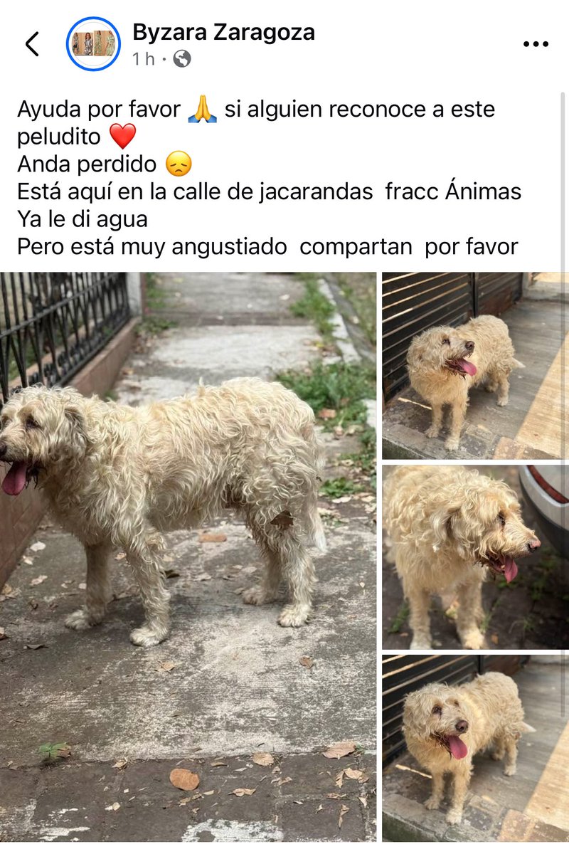 Víctimas de la pirotecnia🐱🐶, RT #Xalapa 
<a href="/VialidadXalapa/">Vialidad Xalapa 🚦 VX 🌎</a> <a href="/mageba04/">Gina alarcon</a> <a href="/RoxanaAAT/">Feto de PicaFresa🍓</a> <a href="/pilykuera/">Pily Peregrina</a> <a href="/Corintiacruz/">Corintia Cruz Oregón</a> <a href="/mayteponm/">Mayte P.</a> <a href="/marydebeck/">Maryde</a> <a href="/tierraverde1943/">ℓια ₊˚.༄ *ﾟ🌱</a> <a href="/AbelMucino/">Abel Muciño</a> <a href="/CECILLIA36/">CECILIA MENDEZ</a> <a href="/fherciencias/">Soy Fher!</a> <a href="/Ydlan/">Naldy Patricia</a> <a href="/Pechmed/">Peter Tweet</a> <a href="/sara_juarez/">saraliz</a> <a href="/PacoDizfinck/">𝗣𝗮𝗰𝗼 𝗗𝗶𝘇𝗳𝗶𝗻𝗰𝗸</a>  <a href="/ArrezEdda/">Edda Arrez</a> <a href="/penelopemoncayo/">Penélope Moncayo.</a> <a href="/PopColorsXal/">PopCX</a> <a href="/sandysiux/">Sandy Colunga</a>