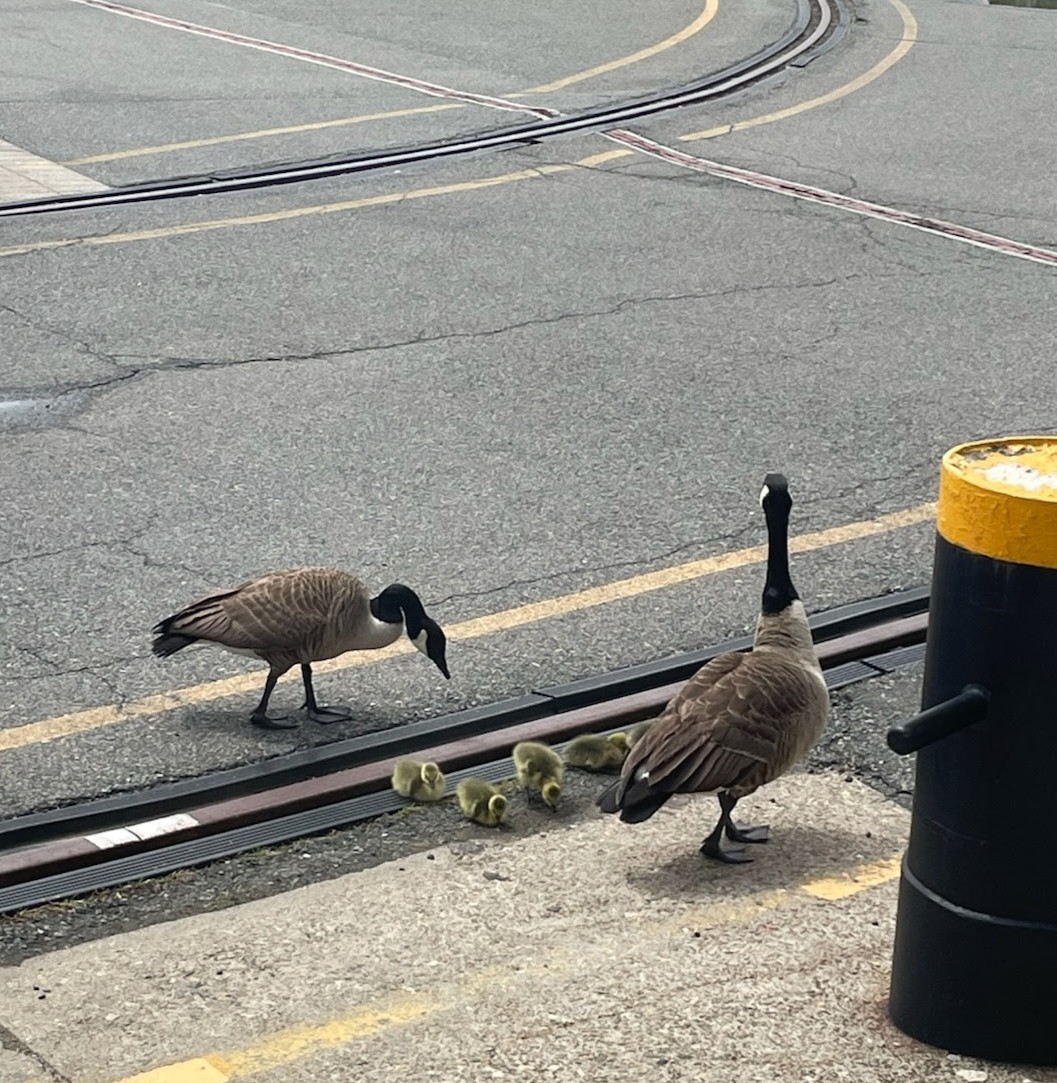 USSConstMuseum's tweet photo. Make way.... 🐥 🐥 🐥 🐥
#USSConstitutionMuseum #SpringInBoston #CharlestownNavyYard #GoslingsAtTheYard #BostonHarbor #OldIronsides https://t.co/OdW4c4jjbE