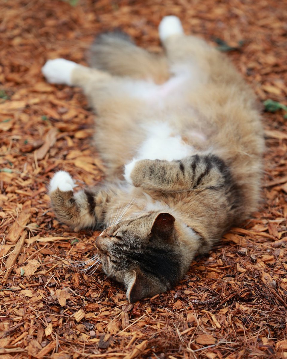 Vego_Garden's tweet photo. Looks like this Texas Eco Farm kitty is taking #GardenMeditationDay very seriously today. 🐾🤭🐈🧘♀️ #zenkitty https://t.co/dNdROjk6Ws
