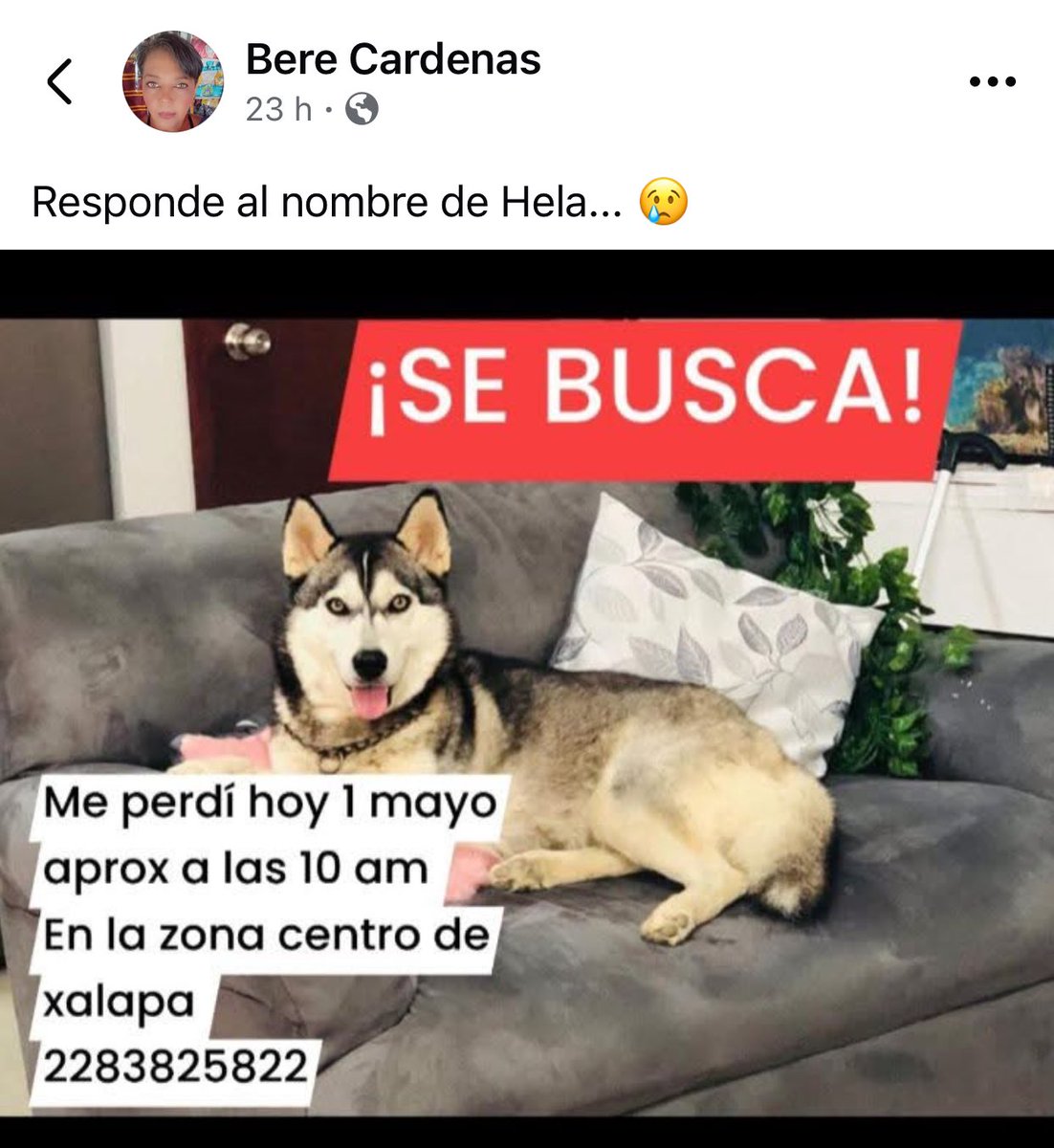 Víctimas de la pirotecnia🐱🐶, RT #Xalapa 
<a href="/VialidadXalapa/">Vialidad Xalapa 🚦 VX 🌎</a> <a href="/mageba04/">Gina alarcon</a> <a href="/RoxanaAAT/">Feto de PicaFresa🍓</a> <a href="/pilykuera/">Pily Peregrina</a> <a href="/Corintiacruz/">Corintia Cruz Oregón</a> <a href="/mayteponm/">Mayte P.</a> <a href="/marydebeck/">Maryde</a> <a href="/tierraverde1943/">ℓια ₊˚.༄ *ﾟ🌱</a> <a href="/AbelMucino/">Abel Muciño</a> <a href="/CECILLIA36/">CECILIA MENDEZ</a> <a href="/fherciencias/">Soy Fher!</a> <a href="/Ydlan/">Naldy Patricia</a> <a href="/Pechmed/">Peter Tweet</a> <a href="/sara_juarez/">saraliz</a> <a href="/PacoDizfinck/">𝗣𝗮𝗰𝗼 𝗗𝗶𝘇𝗳𝗶𝗻𝗰𝗸</a>  <a href="/ArrezEdda/">Edda Arrez</a> <a href="/penelopemoncayo/">Penélope Moncayo.</a> <a href="/PopColorsXal/">PopCX</a> <a href="/sandysiux/">Sandy Colunga</a>
