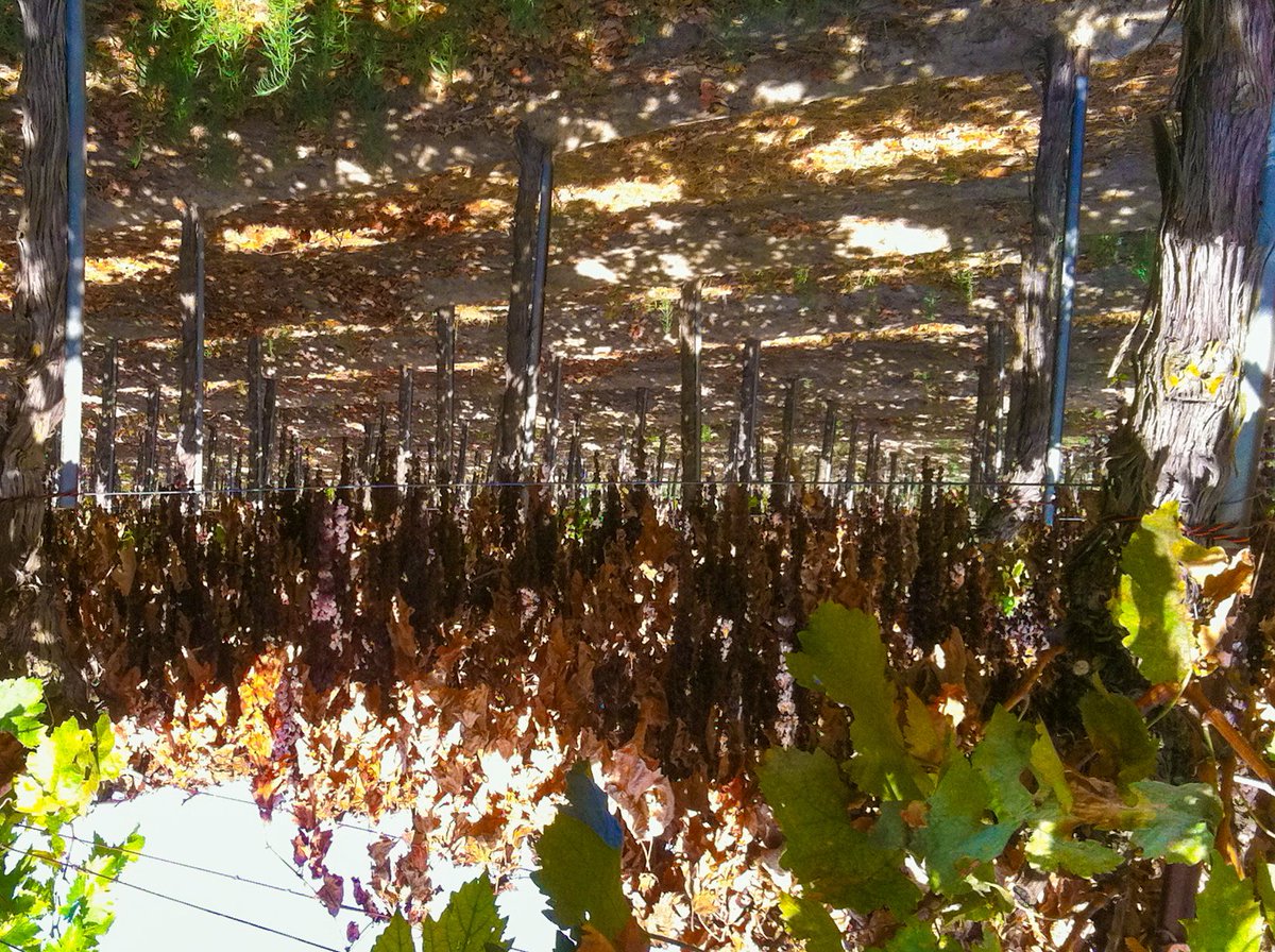 Westlands_Water's tweet photo. π Raisinβ the stakes! Over 1,500 acres of raisin grapes are grown in Westlands. Proof that even the smallest fruits make a big impact! ππ #WWDCropReport @CalFreshFruit #EatFreshFruit https://t.co/Ofmpyyk7Wu