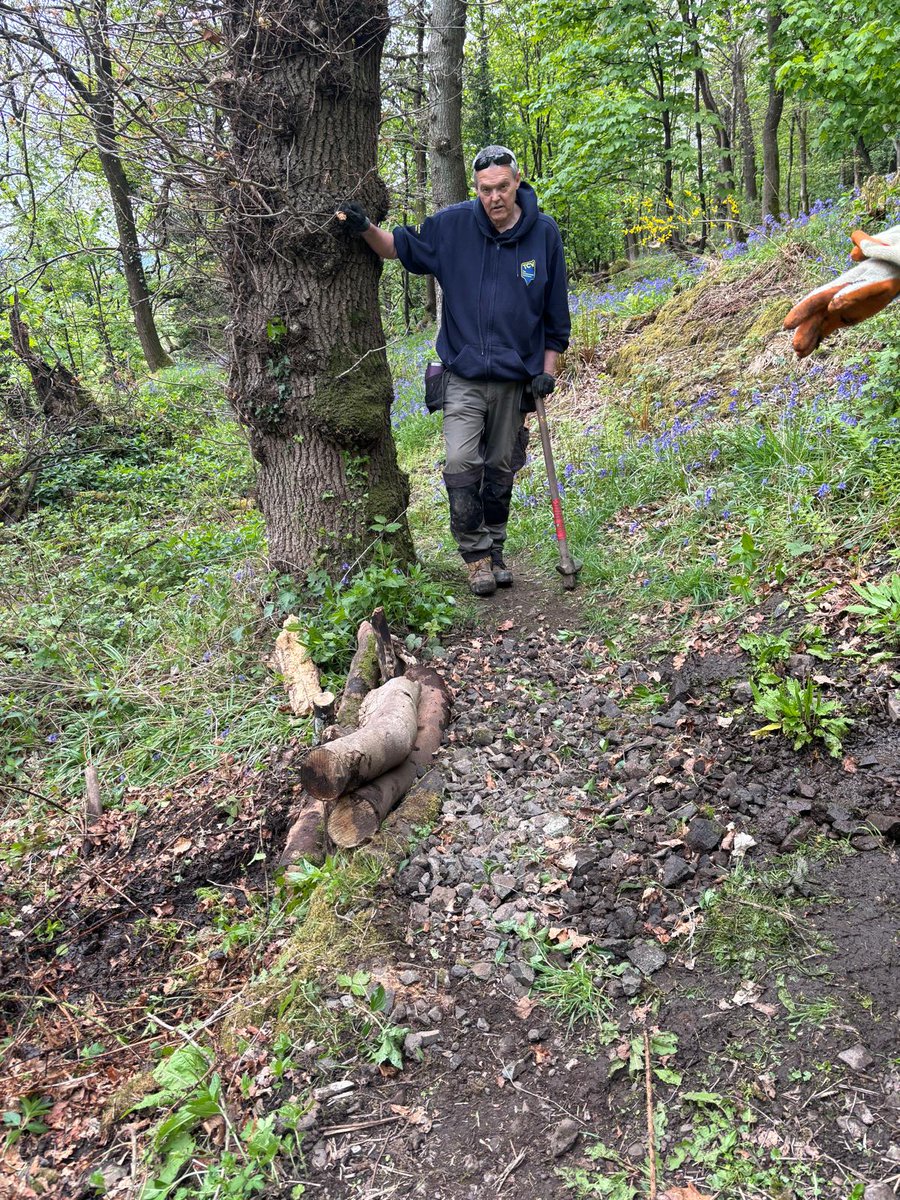 This week the volunteers started by building another step on the upper Menstrie path. After we headed over to look at the bluebells and wild garlic while improving certain sections along the Menstrie community woodland midlevel path.
