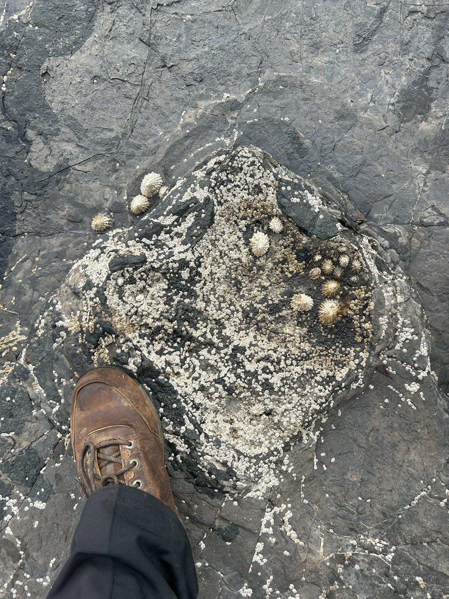 Steve Brusatte (@stevebrusatte) on Twitter photo Tracking dinosaur footprints in the shadow of a 14th century castle.
Only on the Isle of Skye! 🏴
And as always, our <a href="/GeosciencesEd/">School of GeoSciences @ University of Edinburgh</a> <a href="/EdinburghUni/">The University of Edinburgh</a> students found some amazing things! Stay tuned… Tracking dinosaur footprints in the shadow of a 14th century castle.
Only on the Isle of Skye! 🏴
And as always, our <a href="/GeosciencesEd/">School of GeoSciences @ University of Edinburgh</a> <a href="/EdinburghUni/">The University of Edinburgh</a> students found some amazing things! Stay tuned…