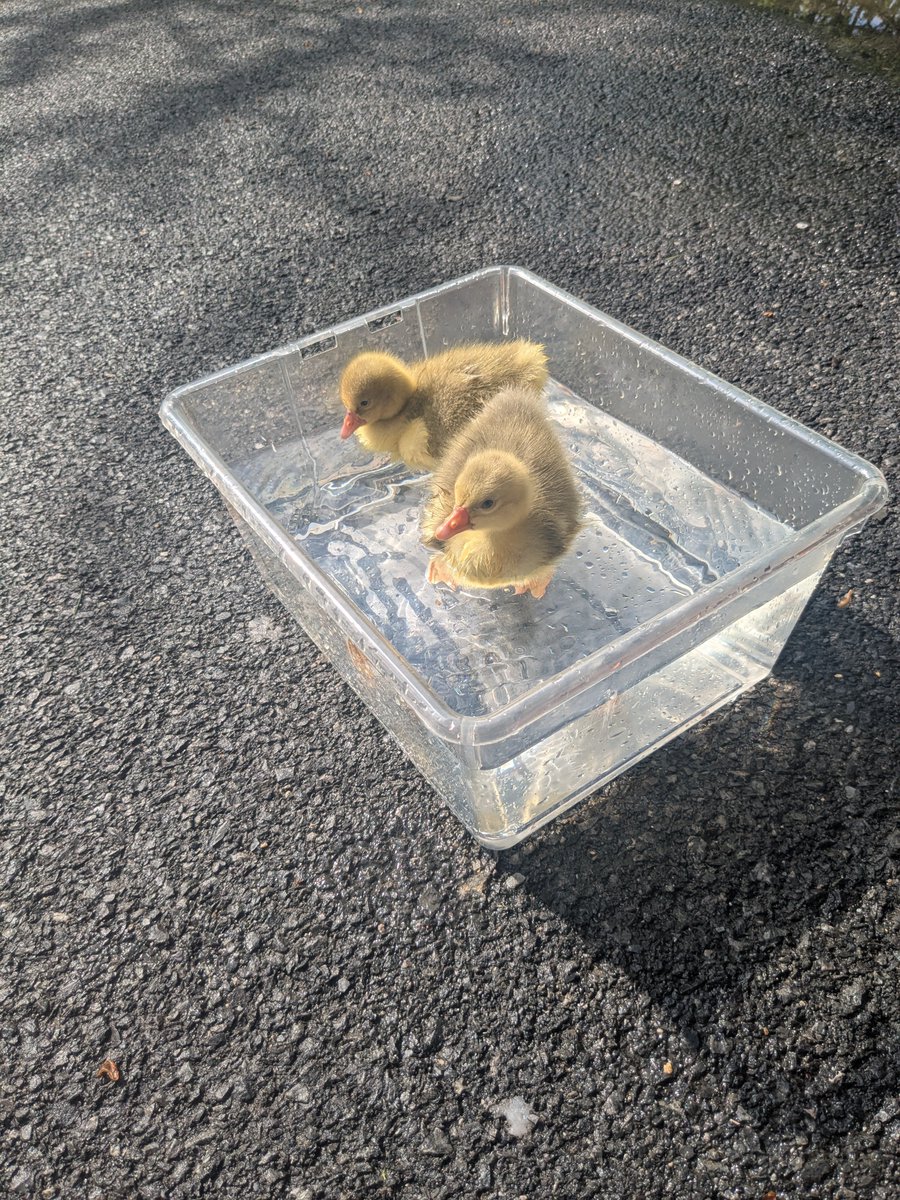 Nancy H (@nhuleatt54300) on Twitter photo 