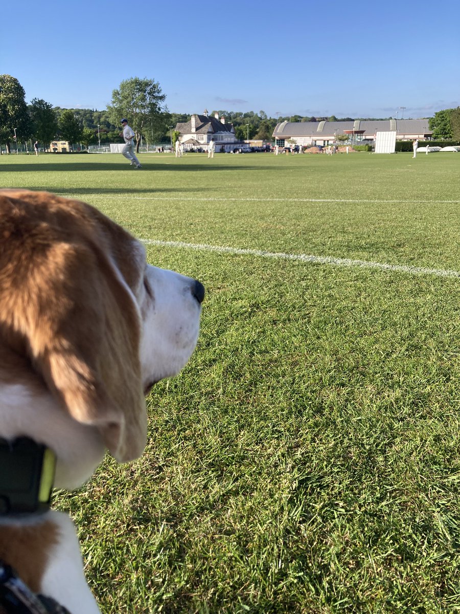 Uni Staff v <a href="/TwyfordHouseCC/">Twyford House</a>, Coombe Dingle 03/05/25
<a href="/dogsatcricket/">Dogs at Cricket Grounds</a> 🏏 🐶