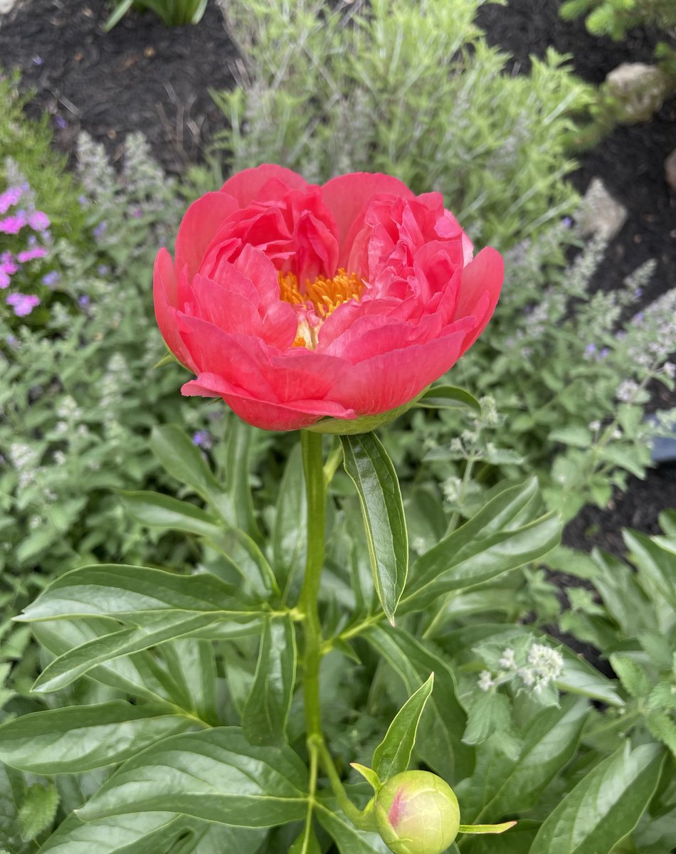 Hello first peony of the year. 🌱💕
