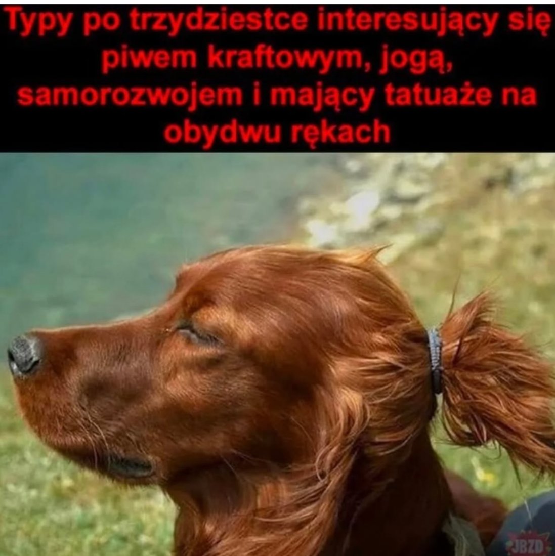 Kicia Łaciata tweet media