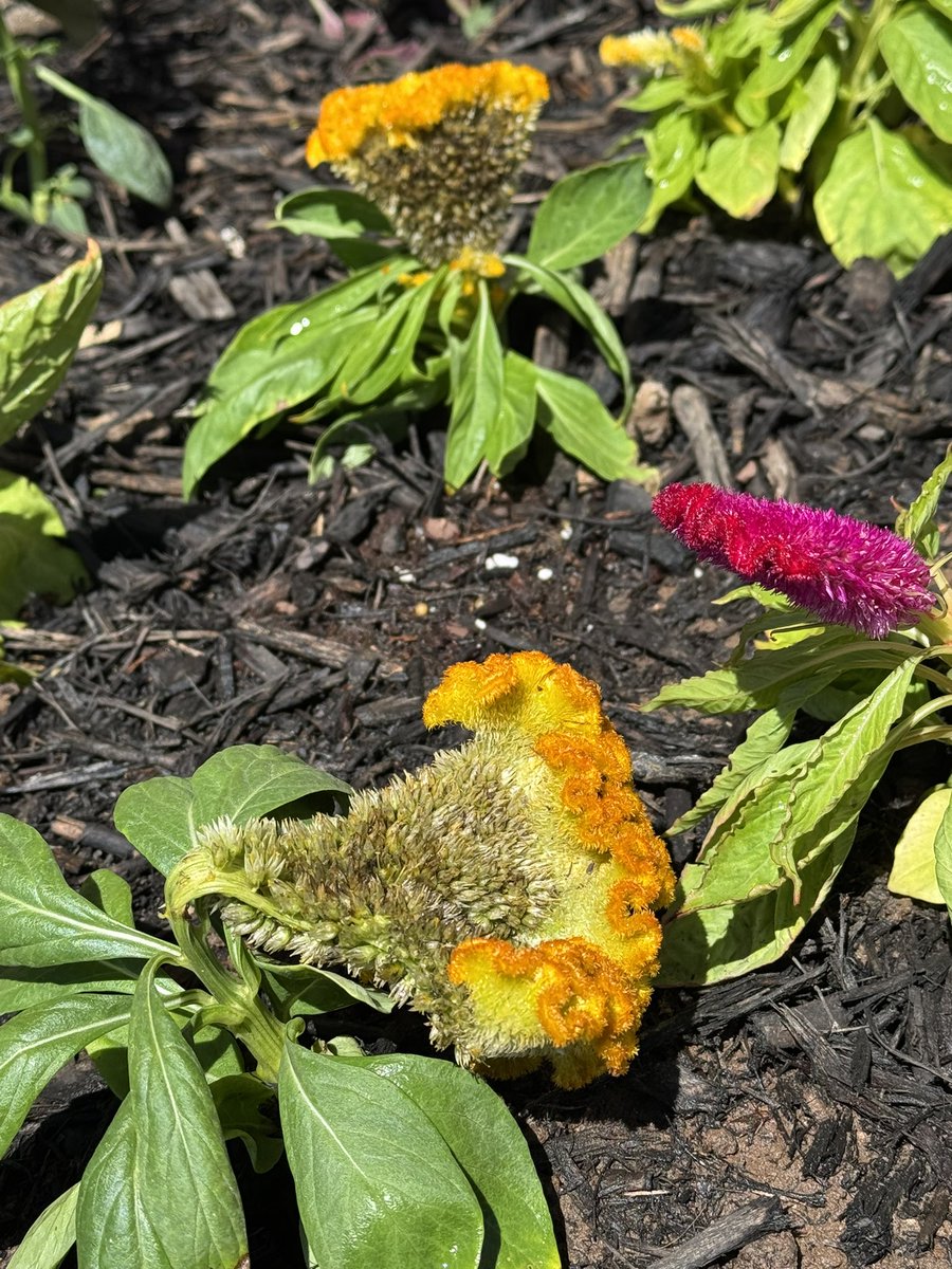 CookiesEllis's tweet photo. Went to the nursery to get petunias, saw these and I knew I must get them. I now have Clickers in my garden 🥹🪴

#tlou #thelastofus #TLOU2 #thelastofushbo #naughtydog #clicker #TheLastOfUsPart2 #JOELMILLER https://t.co/gwh1AH6dbj