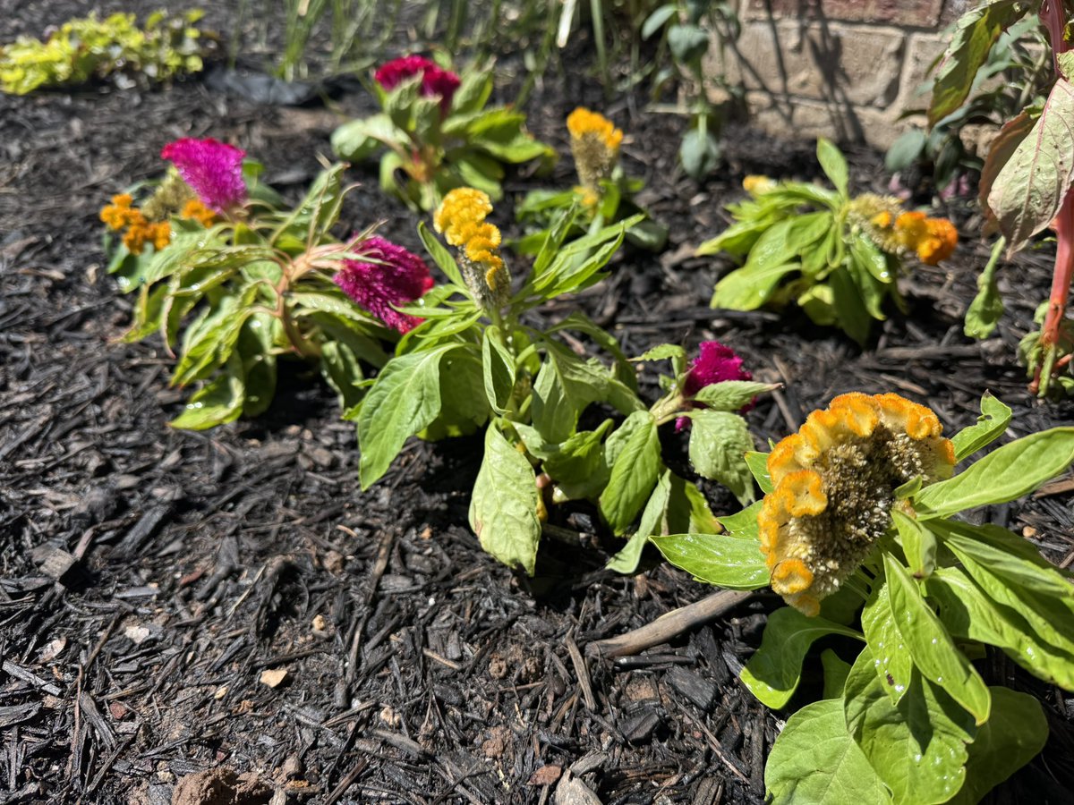 CookiesEllis's tweet photo. Went to the nursery to get petunias, saw these and I knew I must get them. I now have Clickers in my garden 🥹🪴

#tlou #thelastofus #TLOU2 #thelastofushbo #naughtydog #clicker #TheLastOfUsPart2 #JOELMILLER https://t.co/gwh1AH6dbj