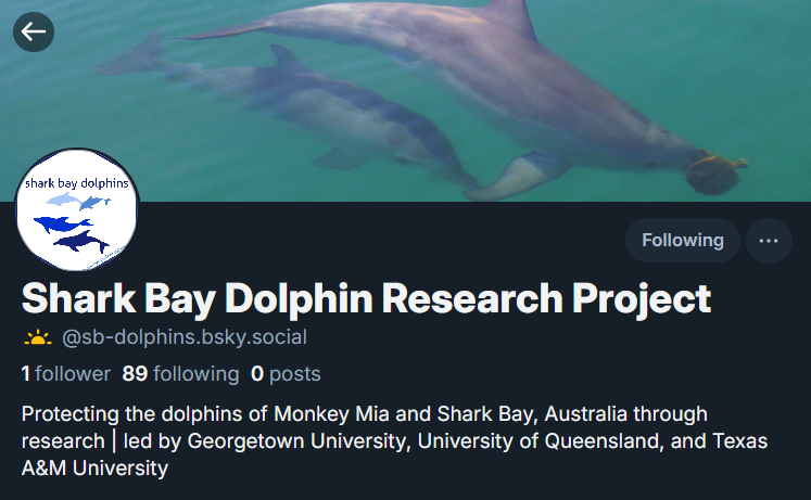Shark Bay Dolphin Research Project tweet media