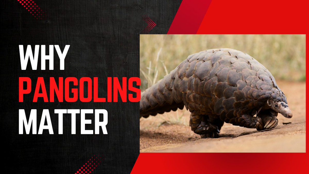 Why Pangolins Matter  and Why We Need to Protect Them Now with <a href="/KuluThePangolin/">Kulu</a>

Most people don’t know what a pangolin is.
Fewer know it’s the most trafficked mammal on Earth.
Yet this creature plays a crucial role in our ecosystems.

Let’s talk pangolins 🧵👇🏼
