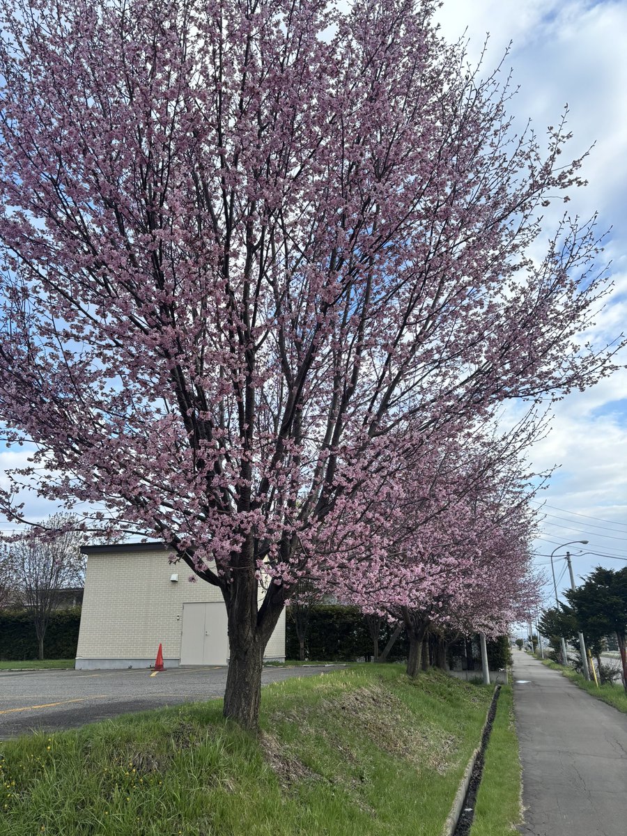桜が咲く北海道の朝から。今日は散歩から１日スタートです？

 #朝活