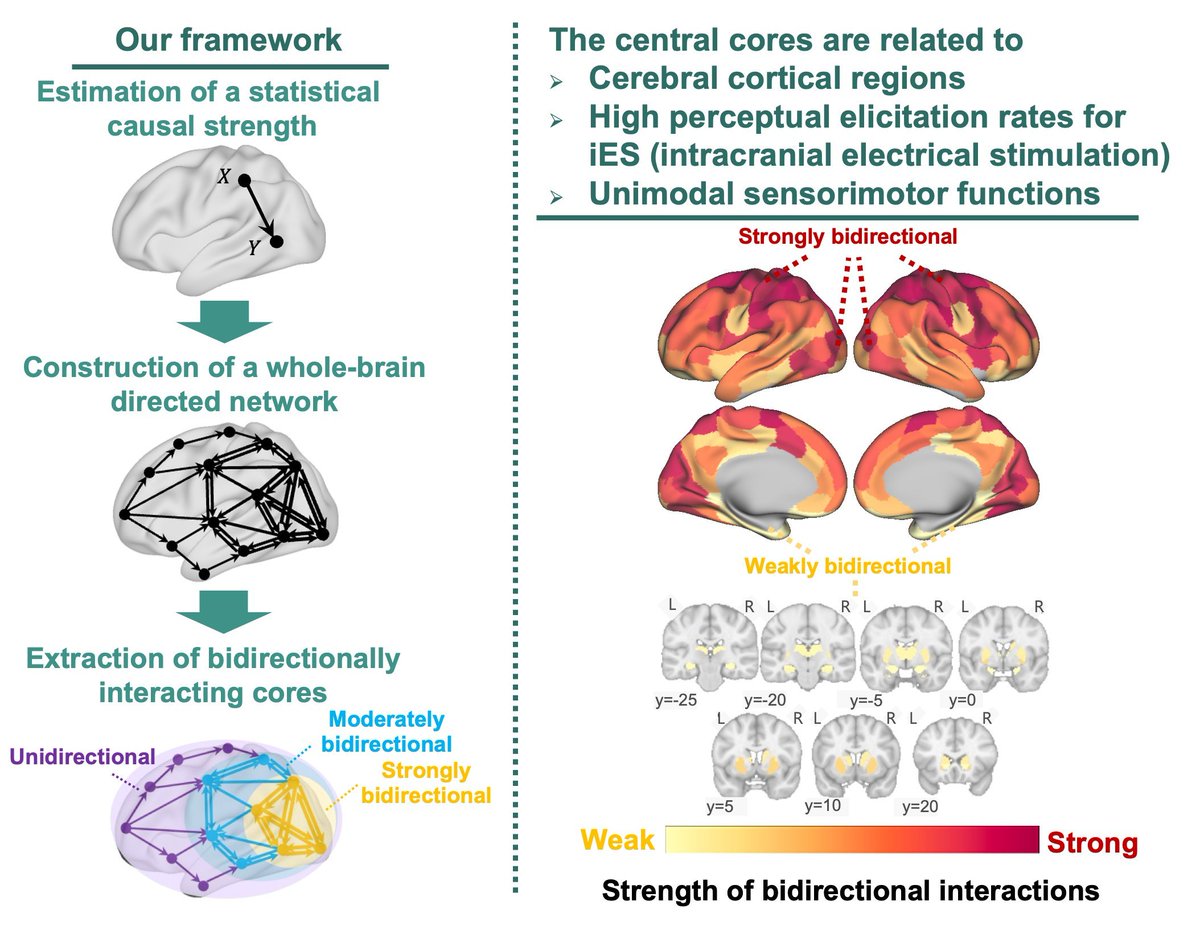Masafumi Oizumi (@oizumim) on Twitter photo Our paper is out in #JNeurosci! <a href="/_ttaguchi/">T.Taguchi</a> <a href="/JunKitazono/">Jun Kitazono</a> <a href="/shuxnys/">Shuntaro Sasai (笹井俊太朗)</a>
Bidirectional signaling (feedforward and feedback loops) is ubiquitous in the brain and considered fundamental to brain function—but where exactly in the brain do these strong bidirectional networks emerge, and Our paper is out in #JNeurosci! <a href="/_ttaguchi/">T.Taguchi</a> <a href="/JunKitazono/">Jun Kitazono</a> <a href="/shuxnys/">Shuntaro Sasai (笹井俊太朗)</a>
Bidirectional signaling (feedforward and feedback loops) is ubiquitous in the brain and considered fundamental to brain function—but where exactly in the brain do these strong bidirectional networks emerge, and