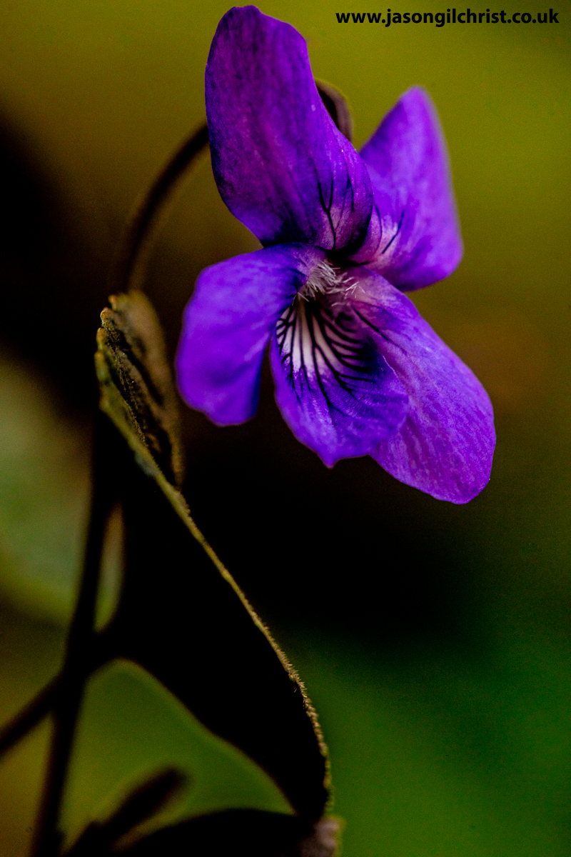 Jason Gilchrist (@jgilchrist13) on Twitter photo Would you like to dance?
Common dog violet.
Viola riviniana.
Wildflower in the garden.
#CommonDogViolet #Violariviniana #TwitterNaturePhotography #TwitterNatureCommunity #StormHour #ThePhotoHour #MacroHour #macro #nature #wildflowers #wildflower #WildflowerHour <a href="/wildflower_hour/">wildflowerhour</a> Would you like to dance?
Common dog violet.
Viola riviniana.
Wildflower in the garden.
#CommonDogViolet #Violariviniana #TwitterNaturePhotography #TwitterNatureCommunity #StormHour #ThePhotoHour #MacroHour #macro #nature #wildflowers #wildflower #WildflowerHour <a href="/wildflower_hour/">wildflowerhour</a>