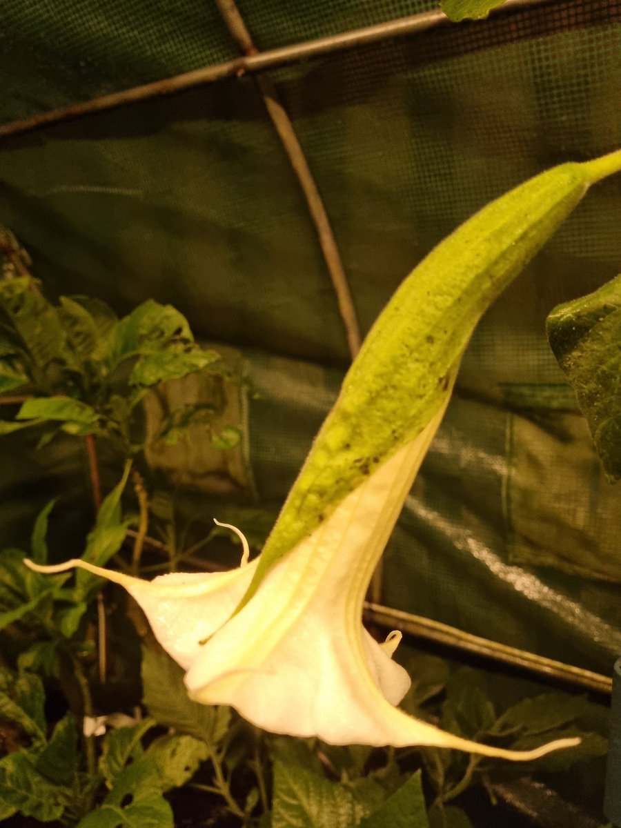 A beautiful species of Brugmansia, Brugmansia  arborea. With its hairy calyx petruding down the full length of the corolla. A smaller trumpet than other Brugmansia  with fairly long petal tips and sweet almond fragrance, the leaves are hairy, as are the flower buds, stunning!