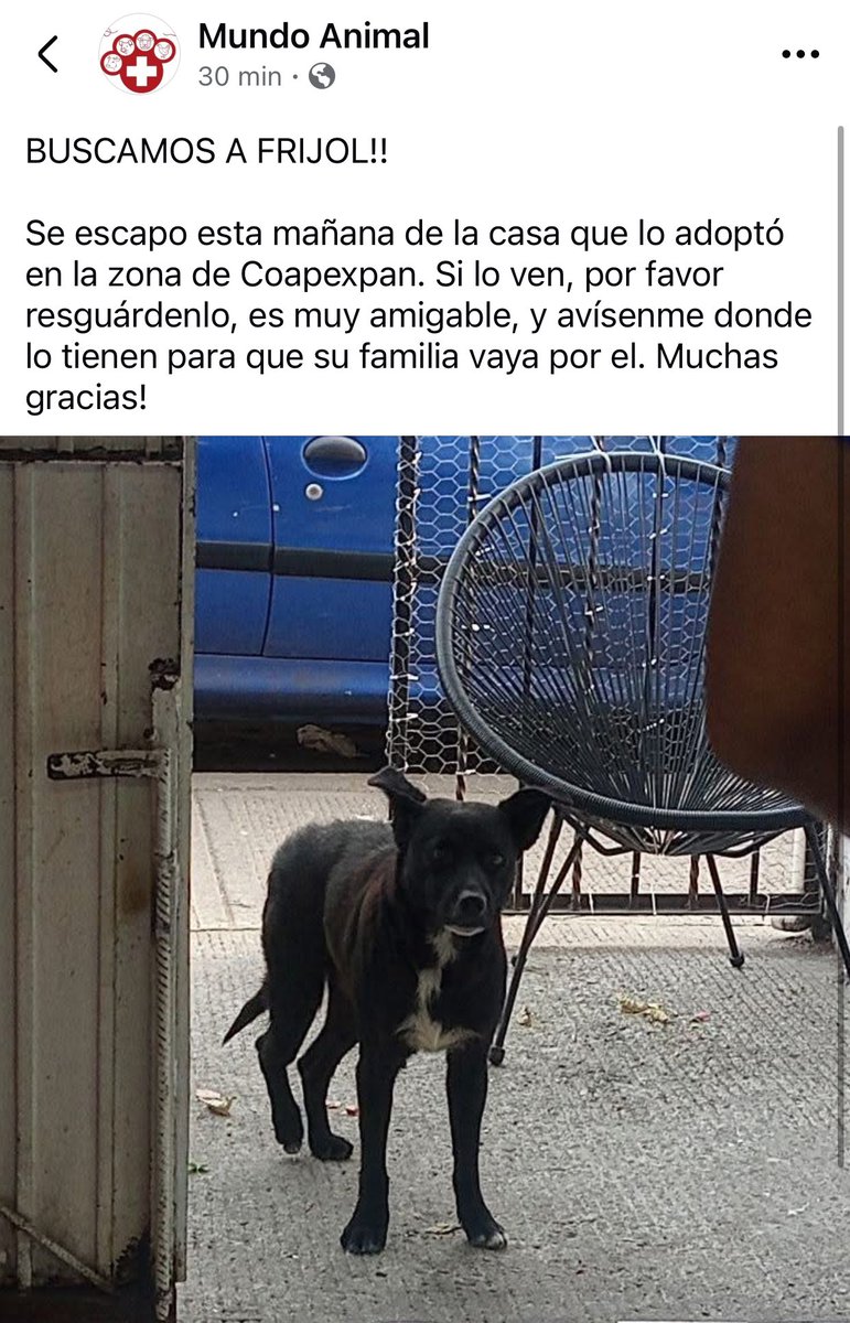 Víctimas de la pirotecnia🐱🐶, RT #Xalapa 
<a href="/VialidadXalapa/">Vialidad Xalapa 🚦 VX 🌎</a> <a href="/mageba04/">Gina alarcon</a> <a href="/RoxanaAAT/">Feto de PicaFresa🍓</a> <a href="/pilykuera/">Pily Peregrina</a> <a href="/Corintiacruz/">Corintia Cruz Oregón</a> <a href="/mayteponm/">Mayte P.</a> <a href="/marydebeck/">Maryde</a> <a href="/tierraverde1943/">ℓια ₊˚.༄ *ﾟ🌱</a> <a href="/AbelMucino/">Abel Muciño</a> <a href="/CECILLIA36/">CECILIA MENDEZ</a> <a href="/fherciencias/">Soy Fher!</a> <a href="/Ydlan/">Naldy Patricia</a> <a href="/Pechmed/">Peter Tweet</a> <a href="/sara_juarez/">saraliz</a> <a href="/PacoDizfinck/">𝗣𝗮𝗰𝗼 𝗗𝗶𝘇𝗳𝗶𝗻𝗰𝗸</a>  <a href="/ArrezEdda/">Edda Arrez</a> <a href="/penelopemoncayo/">Penélope Moncayo.</a> <a href="/PopColorsXal/">PopCX</a> <a href="/sandysiux/">Sandy Colunga</a>