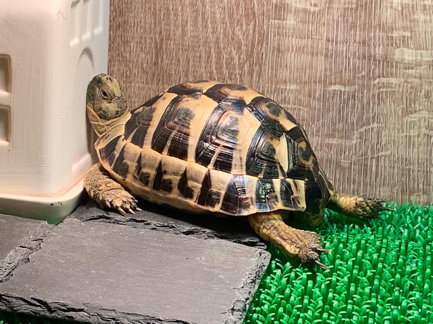 亀です Amazon | Nicheez 亀 水槽 タートル ボックス かめ カメ 爬虫類