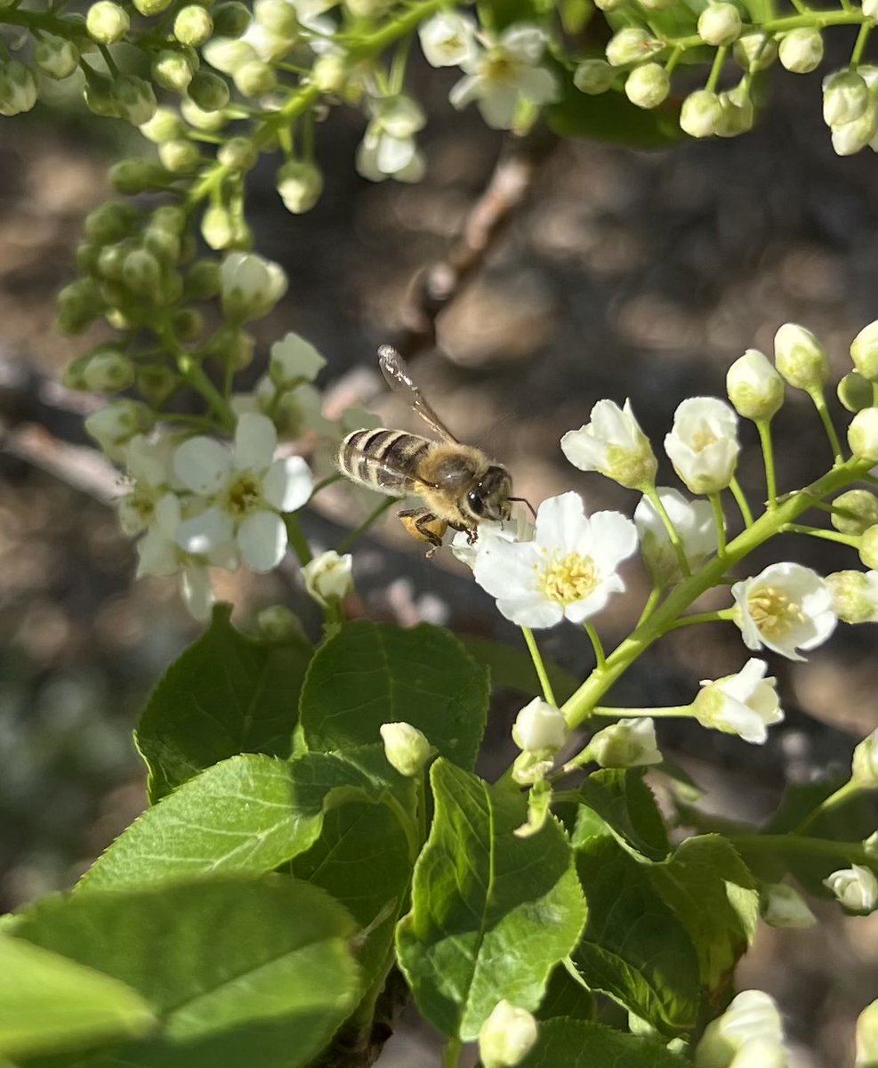 Mayday trees on May 3! Busy bees.
