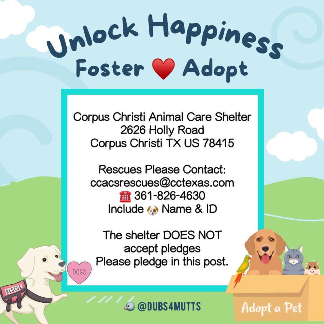 🐶Amber & Belle🐾 (@dubs4mutts) on Twitter photo 🐶 EZRA 🩵 #A380402 is a shy boy in #CorpusChristi #TX who’s in need of a loving🏡 where he can thrive & show his true personality. Shy but warming up 🥰 He’s very smart & loves treats! #AdoptMe Can you be Ezra’s hero? TBK 5/5 💔 DM <a href="/RoCoGB/">RoCo🇬🇧God Save The King🇬🇧</a> to foster w/a🛟 24Petconnect.com/DetailsMain/CR… 🐶 EZRA 🩵 #A380402 is a shy boy in #CorpusChristi #TX who’s in need of a loving🏡 where he can thrive & show his true personality. Shy but warming up 🥰 He’s very smart & loves treats! #AdoptMe Can you be Ezra’s hero? TBK 5/5 💔 DM <a href="/RoCoGB/">RoCo🇬🇧God Save The King🇬🇧</a> to foster w/a🛟 24Petconnect.com/DetailsMain/CR…