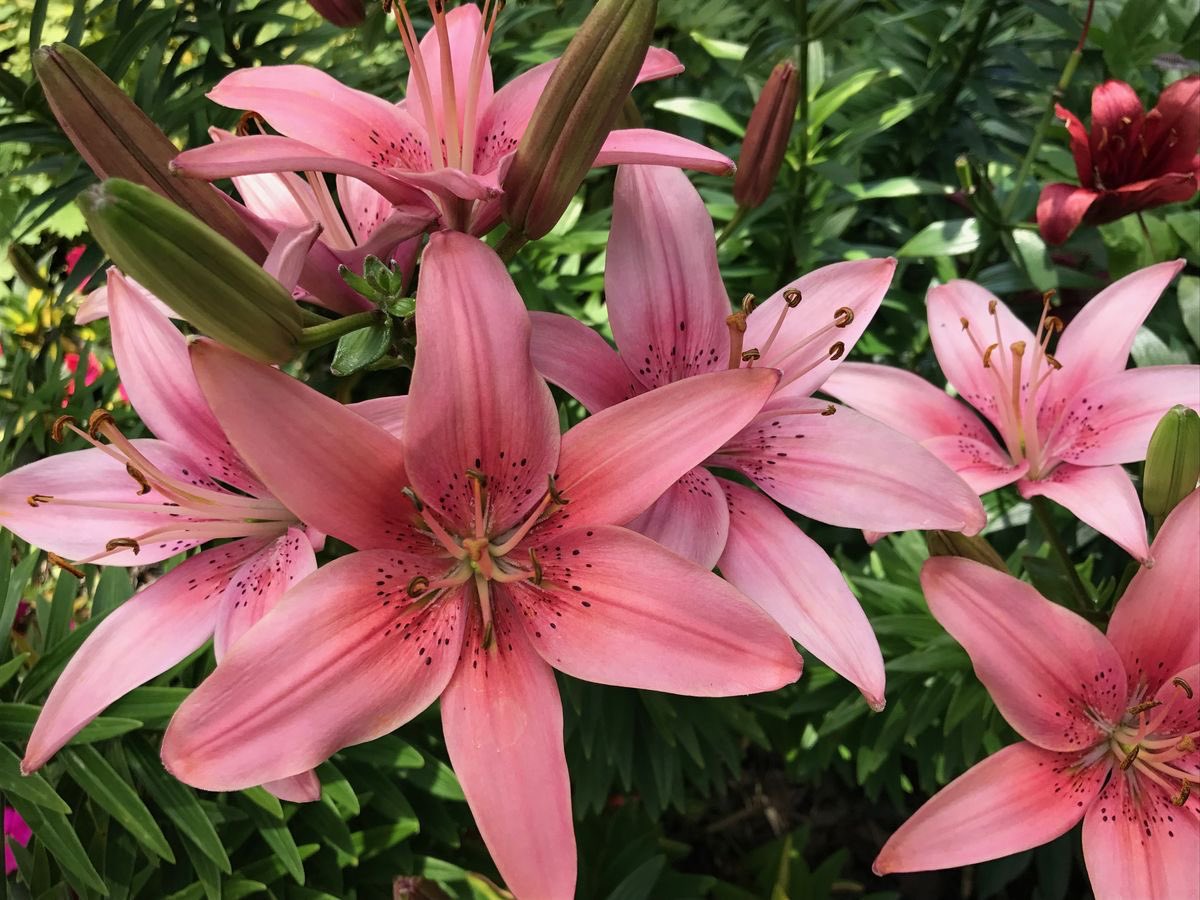 Lilies