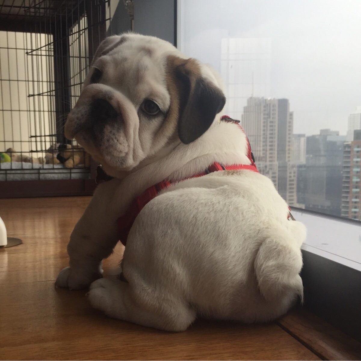 Everyone, meet Otis and say 'Hi'! On a scale of 1 - 10, how cutie is this little guy?