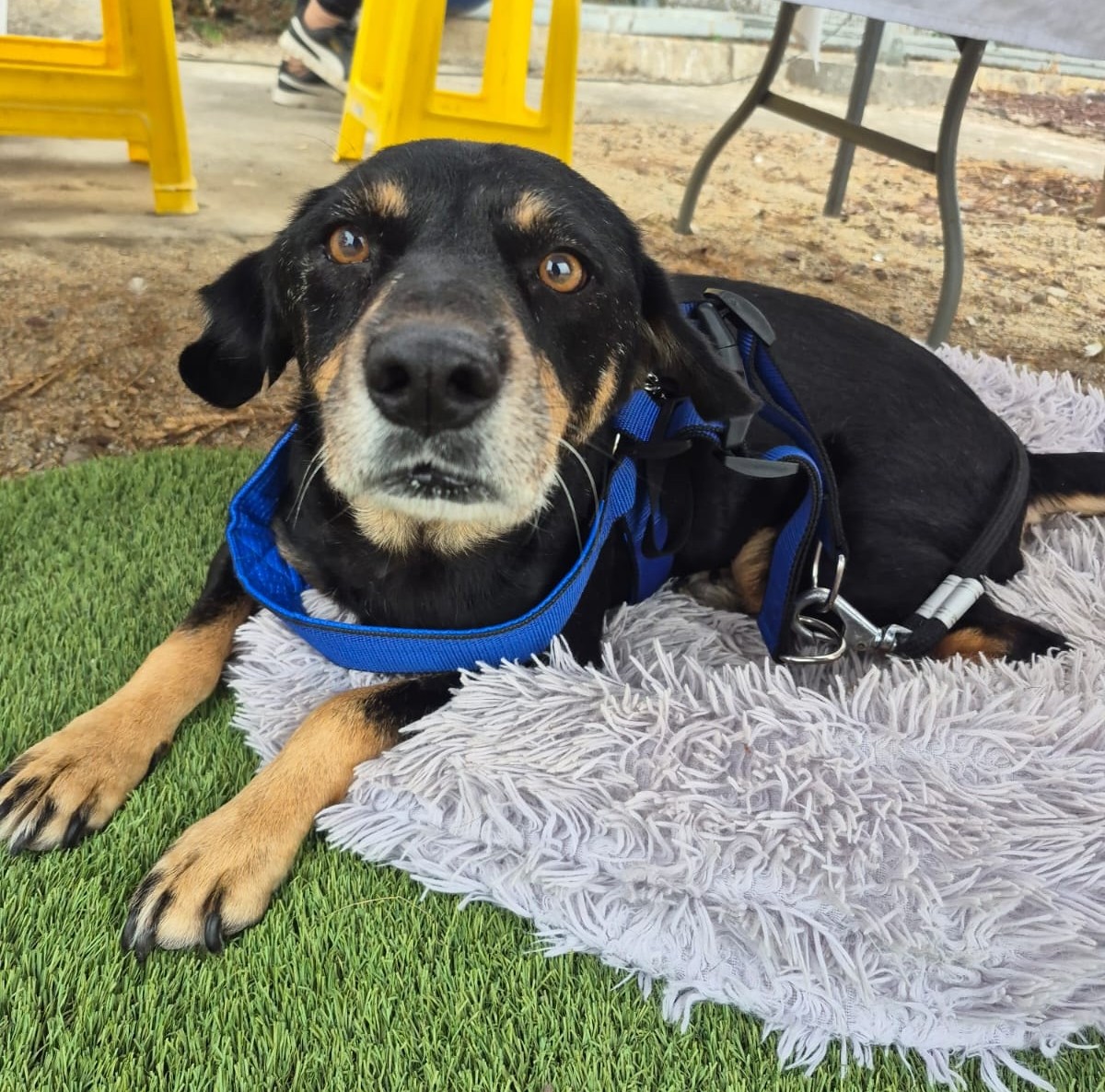 "Nuestra negra necesita un hogar. Su temporal se acaba y a la calle no puede volver, ya vivió demasiadas penas ahí. Es muy cariñosa y tranquila. Está estilizada y vacunada. Es una maravillosa perrita de compañía. Si deseas darle un hogar, contacta al +56942868817."
#Coquimbo
