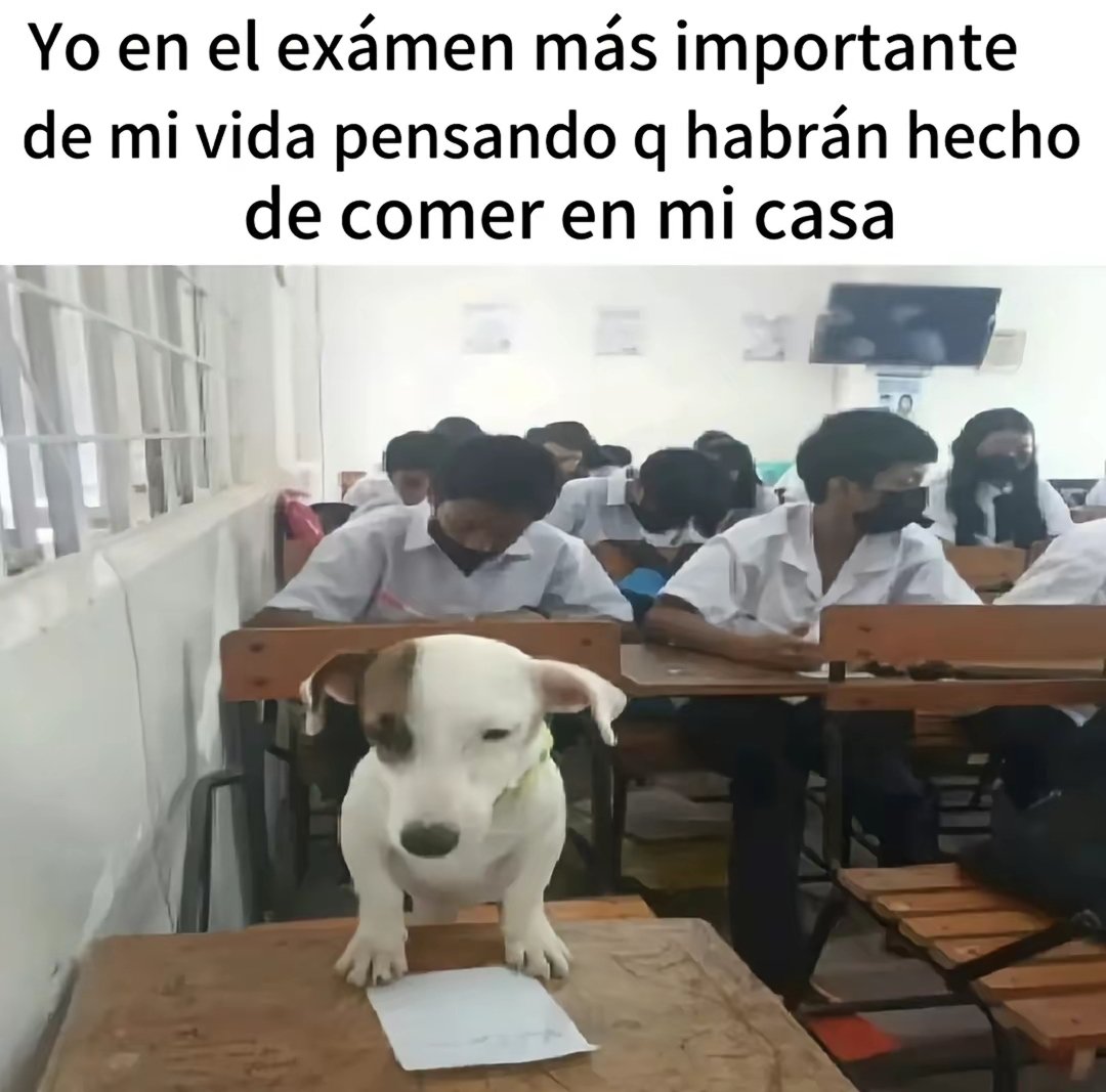 rip_eslouw's tweet image. Pasen memes chistosos 🦧