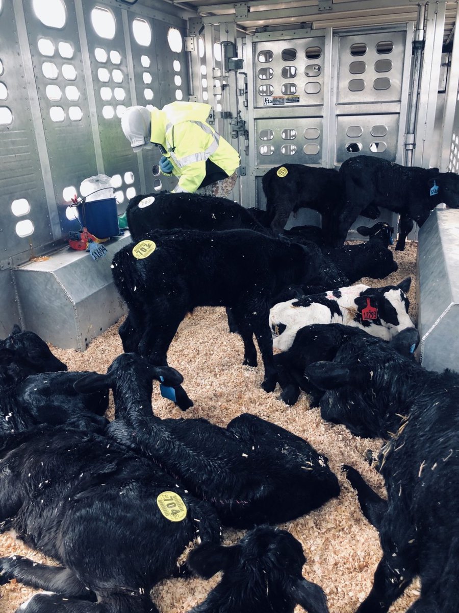 Transportation can stress animals through dehydration, energy loss, and nutritional gaps—often tied to pre-shipping management. 

ProFlora Calf &amp; Cattle Capsules support a low-stress, healthy transition on arrival. Innovative care starts here. 🐄

 #AnimalHealth #LivestockCare