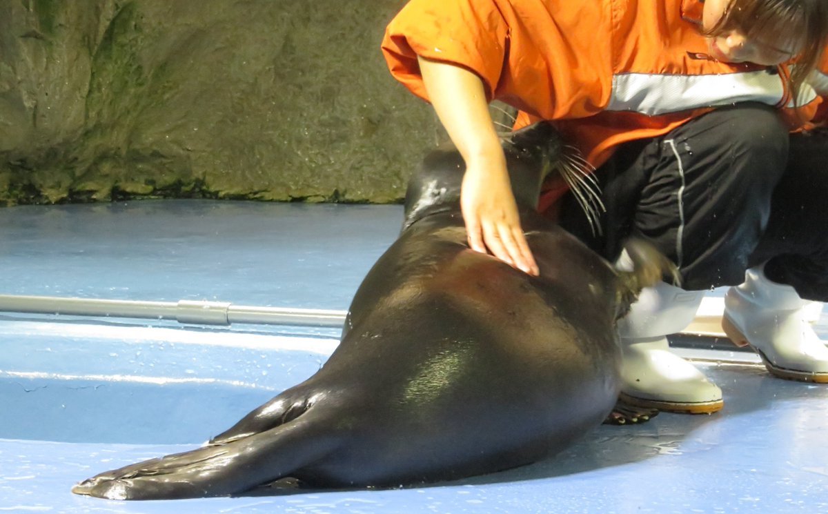 shu_1aquarium's tweet photo. ガ��ガシガシガシ
ニコくんなりのアピール
#バイカルアザラシ 
2025.3  鳥羽水族館 https://t.co/2S4MpFV9tY
