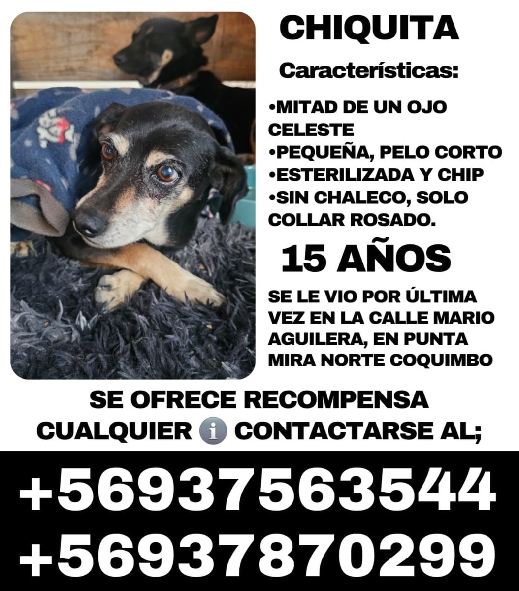 Por favor ayúdenme a difundir a esta viejita que está perdida y urge que vuelva a su hogar.
#Coquimbo