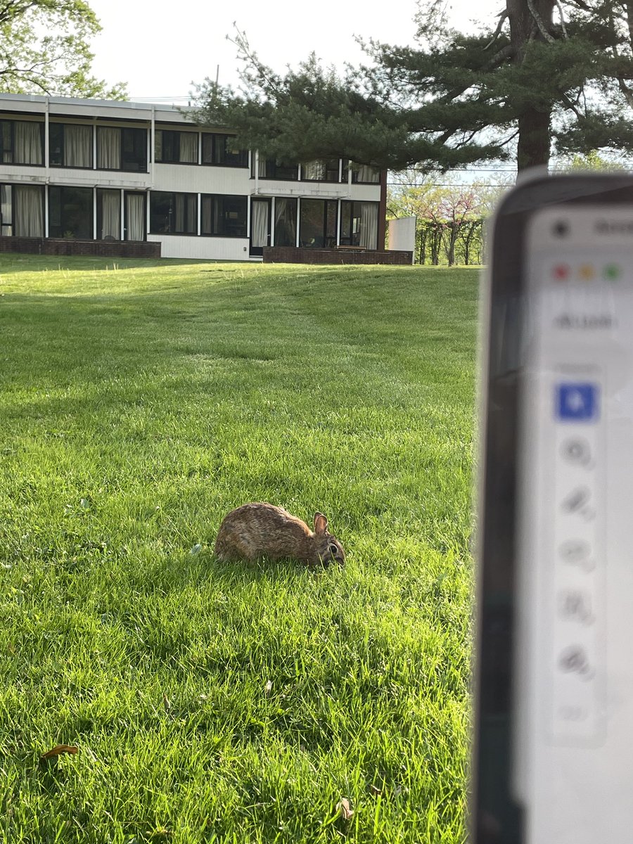 Having work to do on the weekend isn’t so bad when you have such cute company 🐰