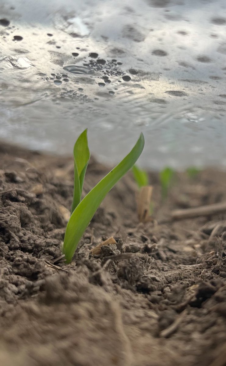 Off too an early start , #capturingcarbon #dairy #NetZero #corn <a href="/samcosystem/">SAMCO System</a> <a href="/PioneerSeedsCA/">Pioneer Seeds Canada</a> <a href="/CornRanches/">Rodger Hovde</a> <a href="/ProvenSeed/">Proven Seed</a> <a href="/BrettYoungSeeds/">BrettYoung</a> <a href="/PDmag/">Progressive Dairy</a> #plant25 #silage
