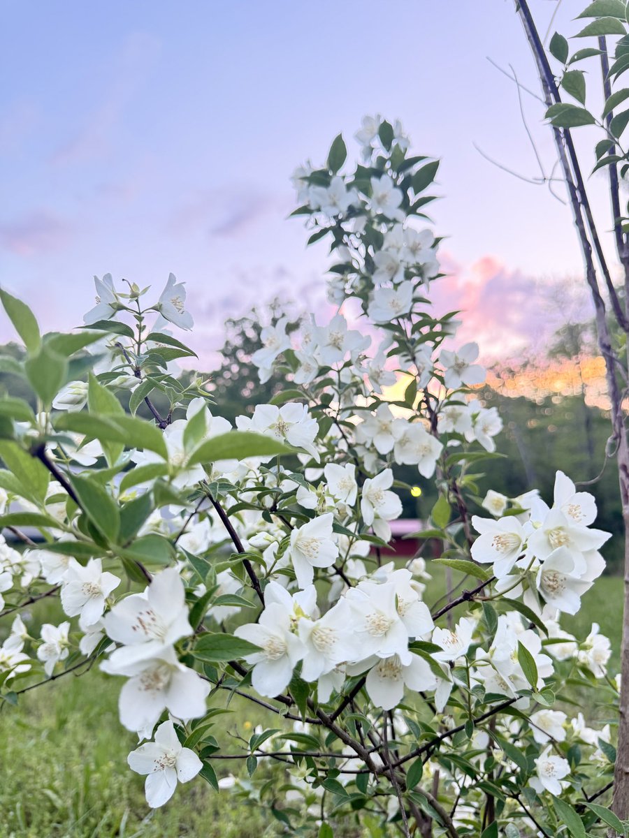 Forgot the name of this #plant but it really smells nice😍❤️ #Flowers #garden #gardening #sunsetlovers