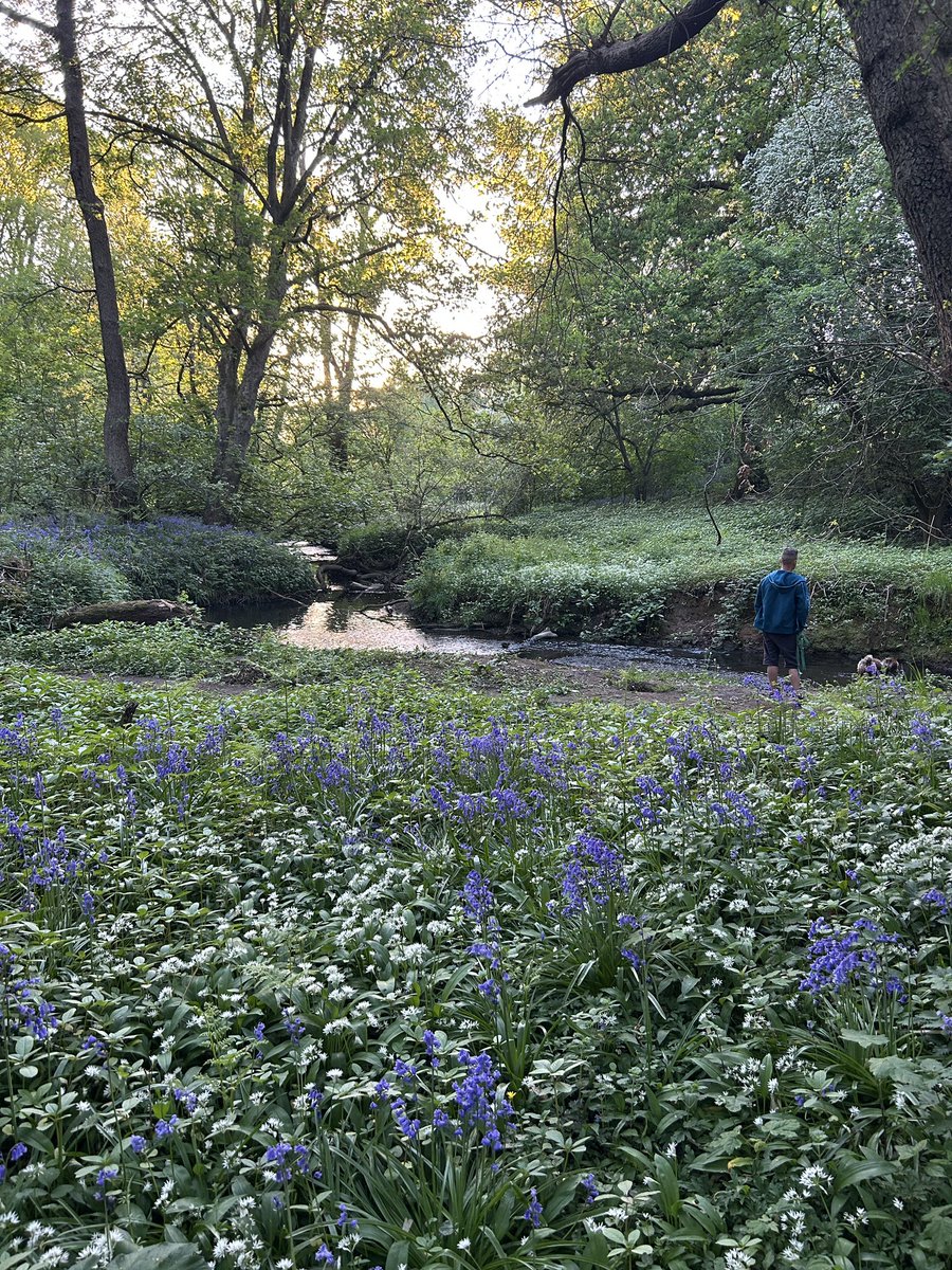 A walk through the beautiful woodlands near Church Lawton. #bluebells #woodland #narrowboatlife