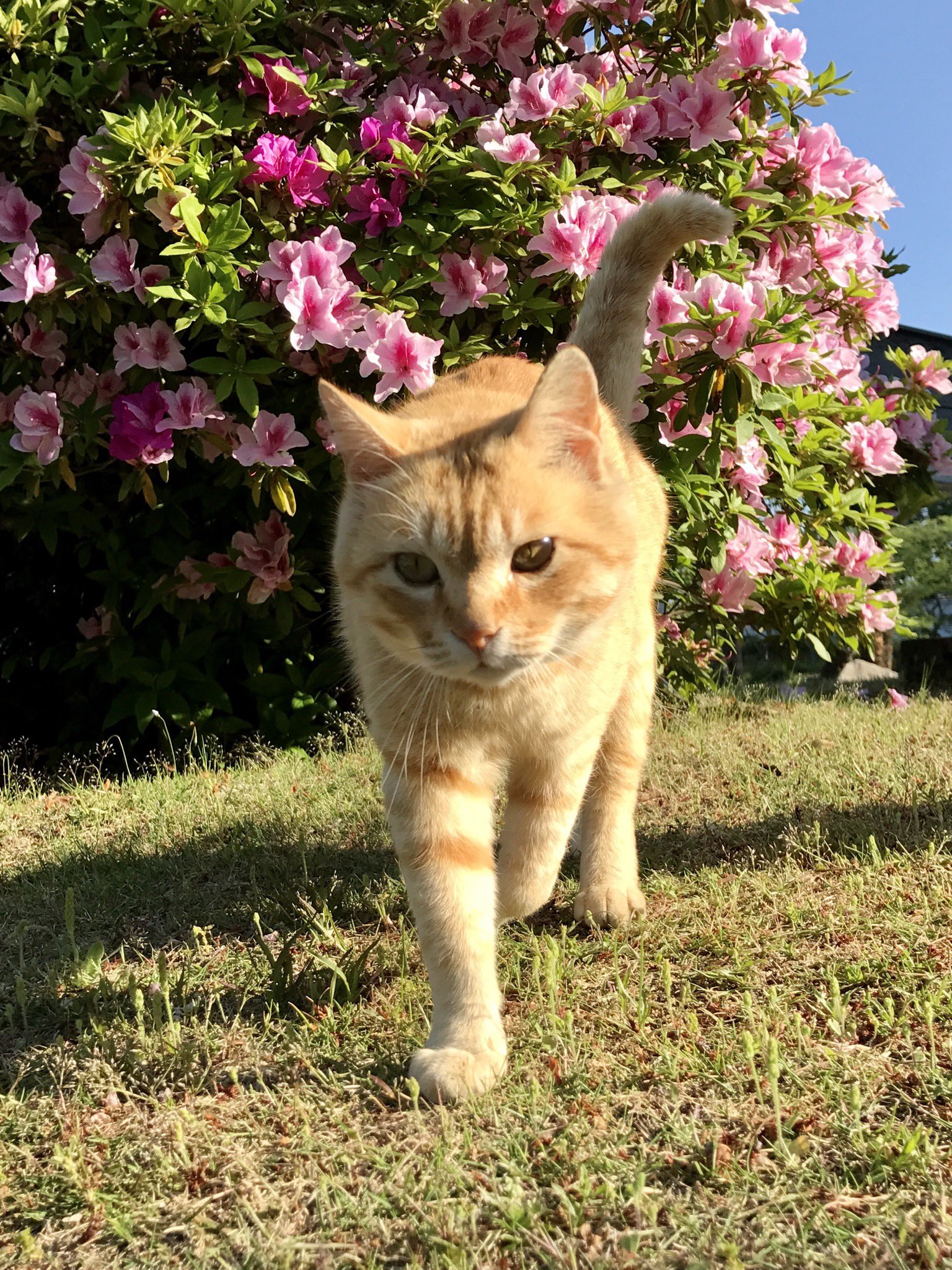 ❤️cats n horse’s ❤️追加分① 尾道市立美術館 on X: 