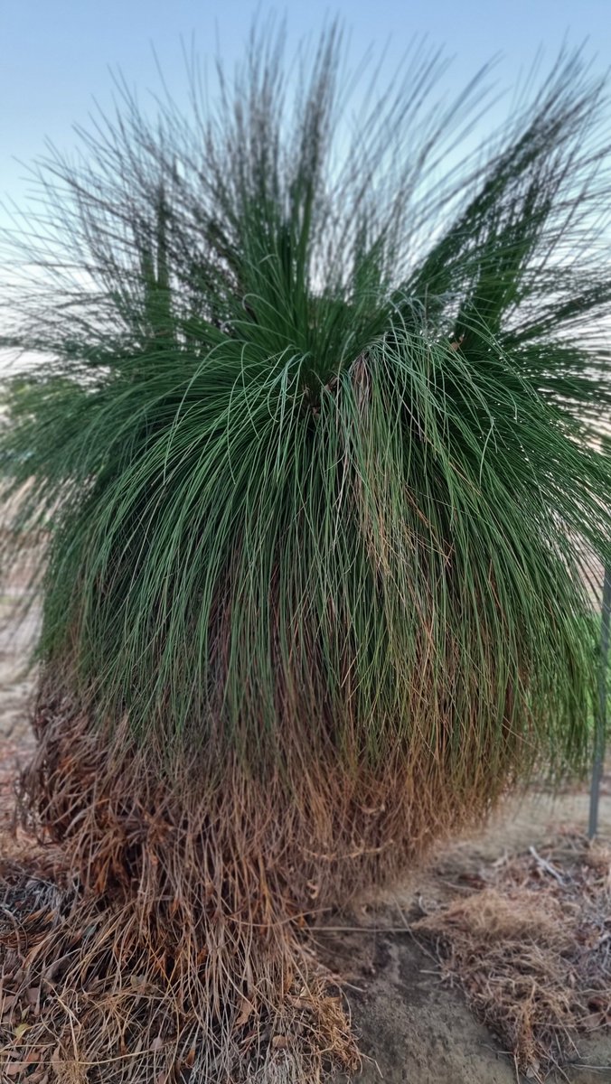 mudd_cloudy's tweet photo. Spotlight on a #grasstree now. To the tune of Sweet Soul Music by Arthur Conley Jr https://t.co/pASOAUYbVp