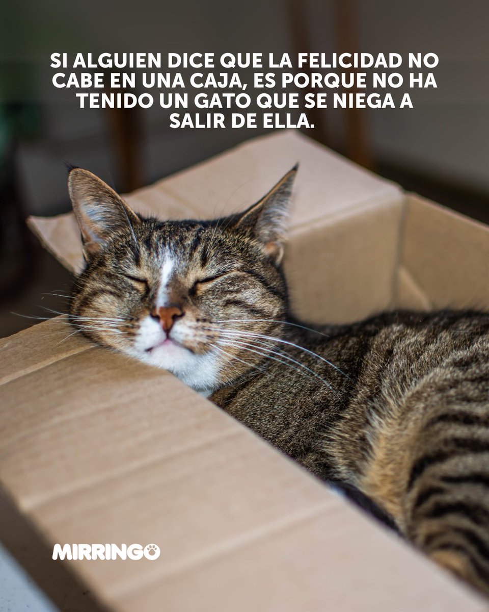 Los gatos no siguen reglas… solo sus propias leyes de felicidad. 🙄 ( y así los amamos ).