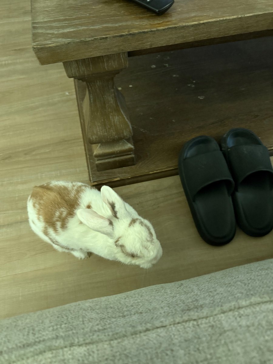 Kayyoken's tweet photo. @CinnaBnu Maybe you're the same size as ranger https://t.co/T9pXMx48zq