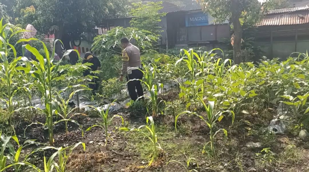 polsek_bangil's tweet image. Bhabinkamtibmas Kelurahan Gempeng Kecamatan Bangil sedang melaksanakan pemantauan pada lahan pekarangan pangan bergizi  Terong dan Tomat Milik Ibu. Sri Aniek yang berada di Link. Pesanggrahan Rt.02 Rw.02 Kel. Gempeng Kec. Bangil Kab. Pasuruan

#PolsekBangil
#Polrespasuruan
#Polda